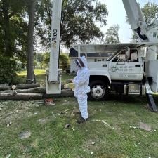 Tree-Removal-with-Bee-Hive-in-Stevensville-MD 9